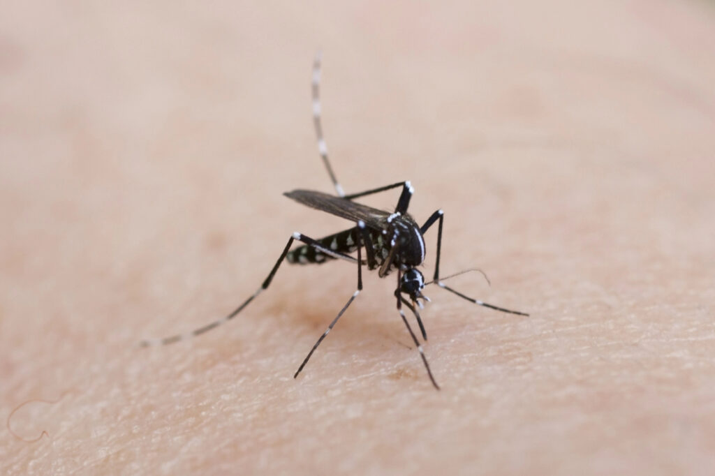 Get ER Pest and Termite for your mosquito control needs for this Asian Tiger mosquito.