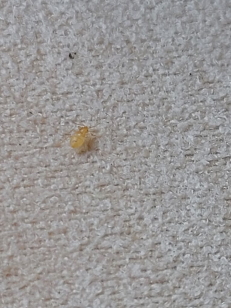 bug service near you for bedbugs by ER Pest and Termite in San Bernardino, CA