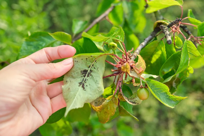 bugs like aphids in agriculture ruins crops let ER Pest and Termite in San Bernardino and Riverside help
