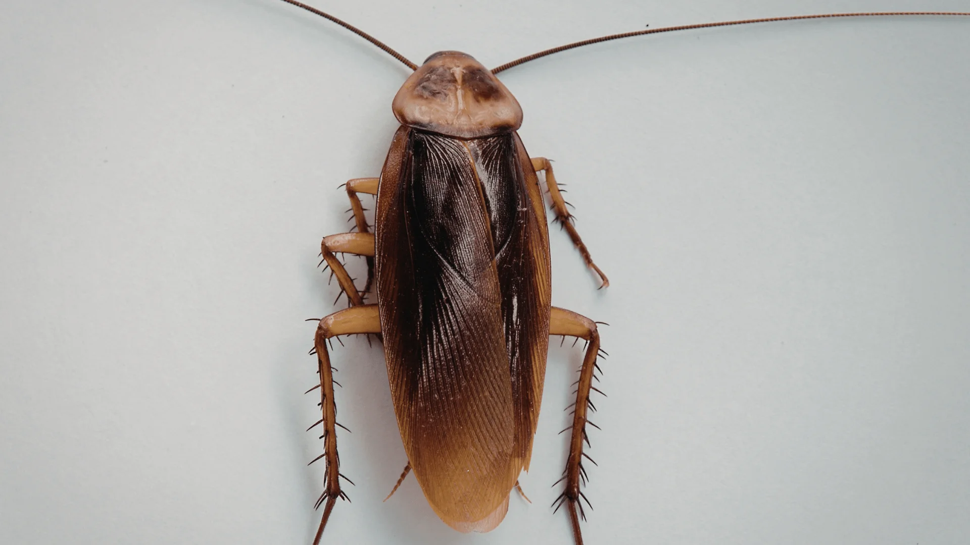 Cockroach exterminator gets rid of roaches like this in San Bernardino, CA
