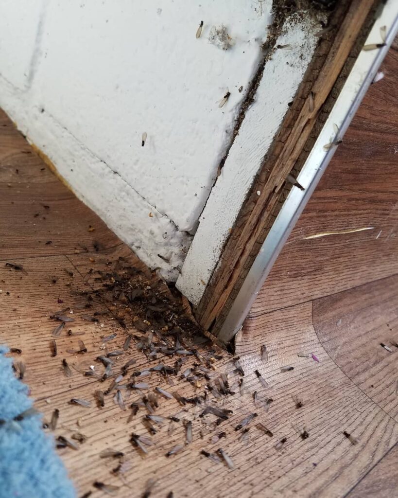Getting rid of termites with termite treatment by ER Pest and Termite