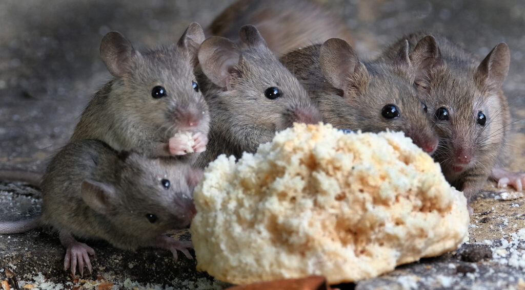 house mice infestation and ER Pest and Termite must do mouse control