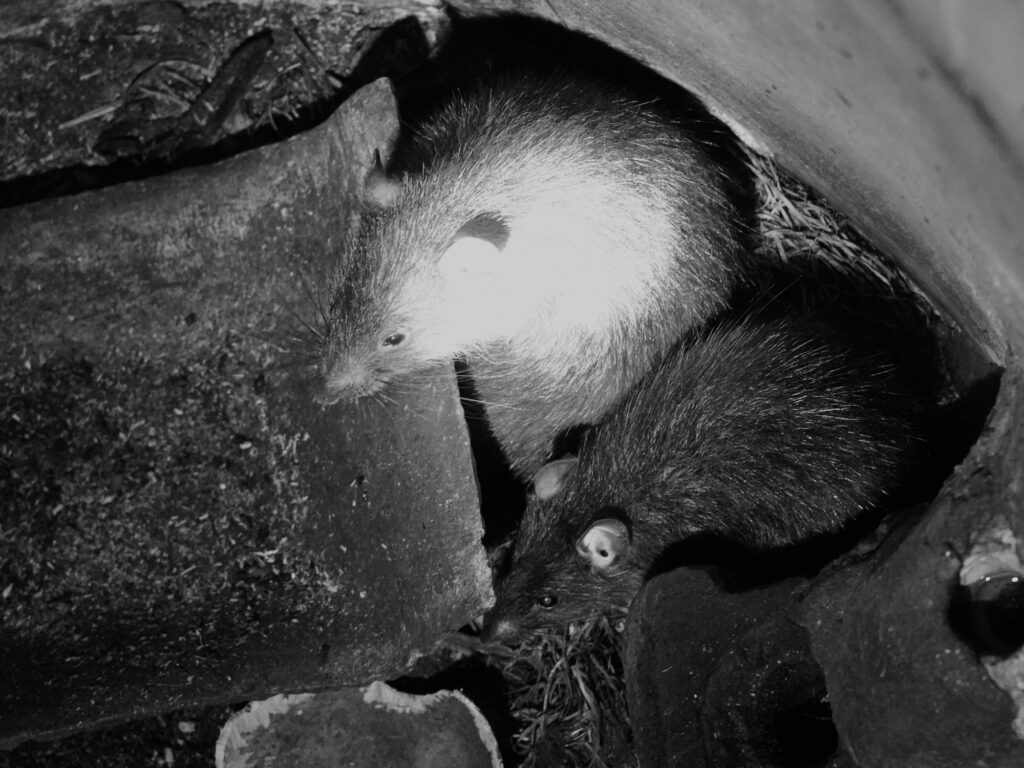 Mice in pipes by ER Pest and Termite