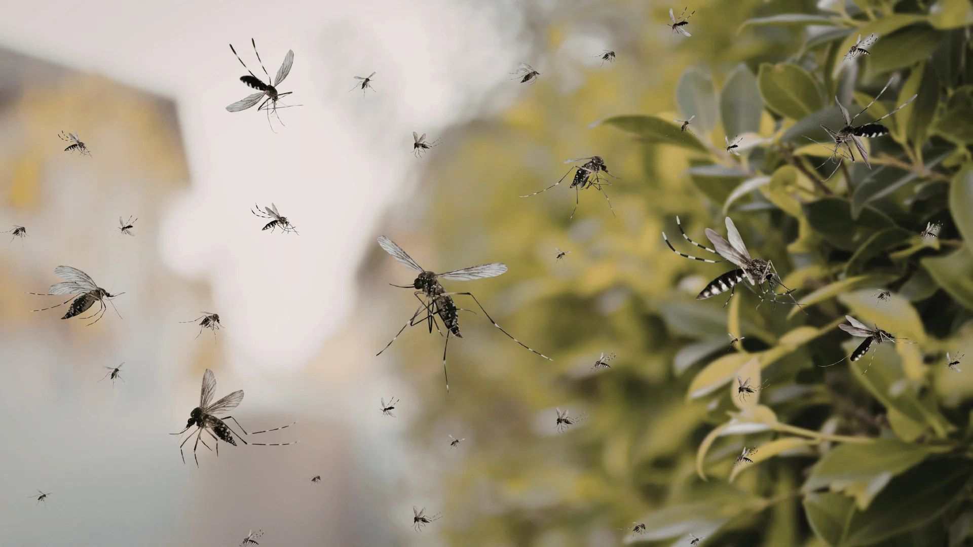 moquito spraying gets those pesky mosquitoes out by ER Pest and Termite in San Bernardino, CA