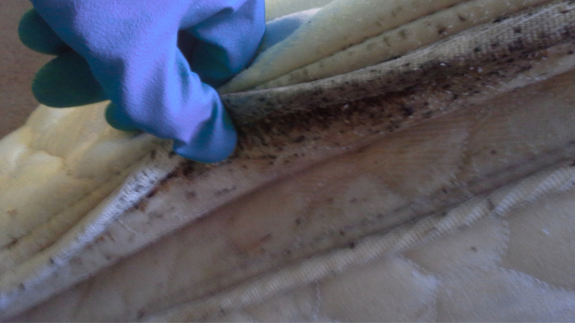 Bedbugs for bug service near you in San Bernardino CA by ER Pest and Termite