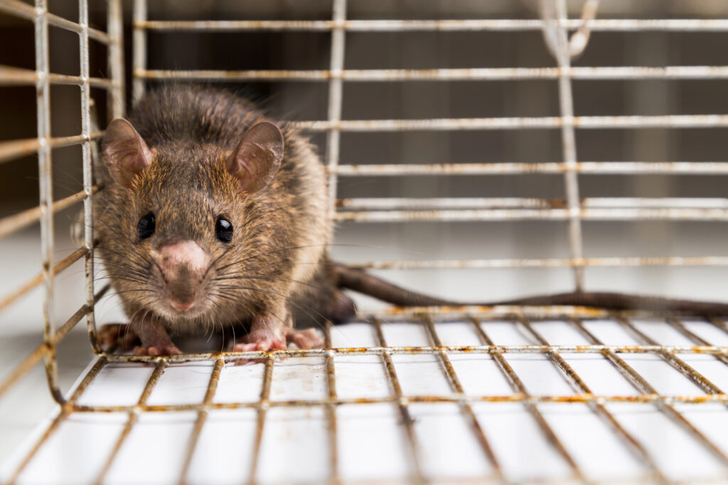 rat in cage caught during rat control by ER Pest and Termite