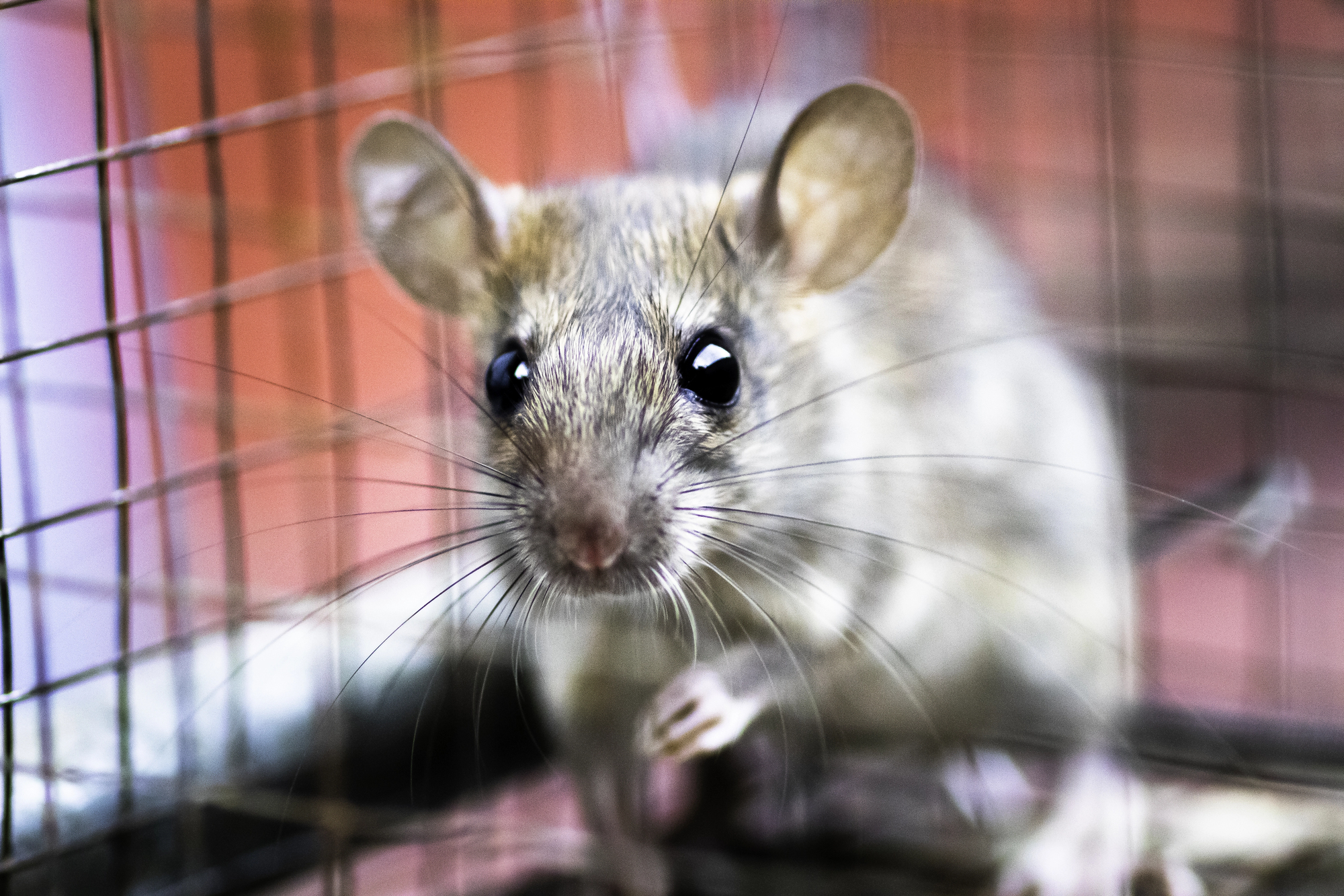 rat trapped in cage during vermin control by ER Pest and Termite