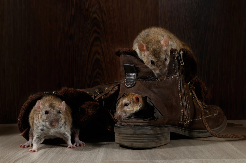 vermin control near me needed for rats by ER Pest and Termite