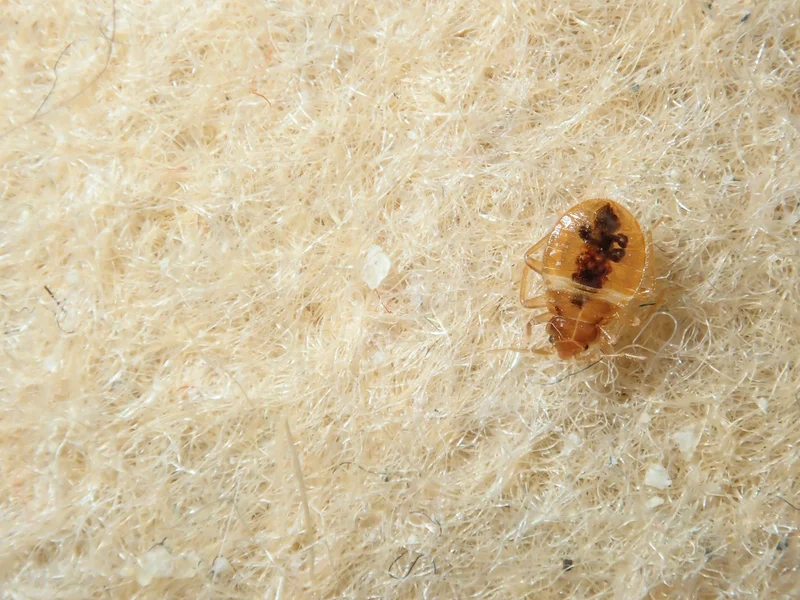 Bed bug treatment and bedbugs control for bedroom bugs in San Bernardino, CA