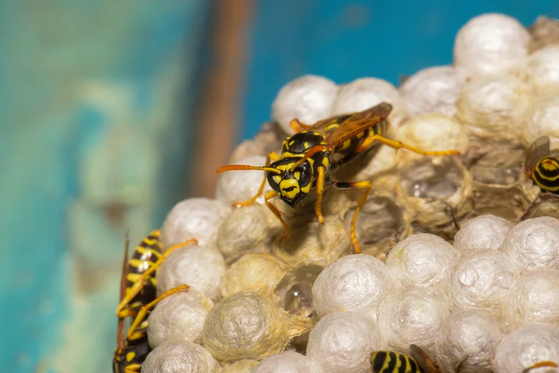 Insect control for wasps and hornets in San Bernardino is done well by ER Pest and Termite.