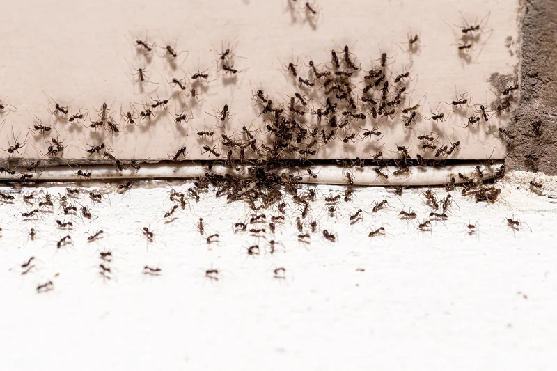 Searching insect control near me and insect removal nea me? These ants can be removed by ER Pest and Termite in San Bernardino, CA.