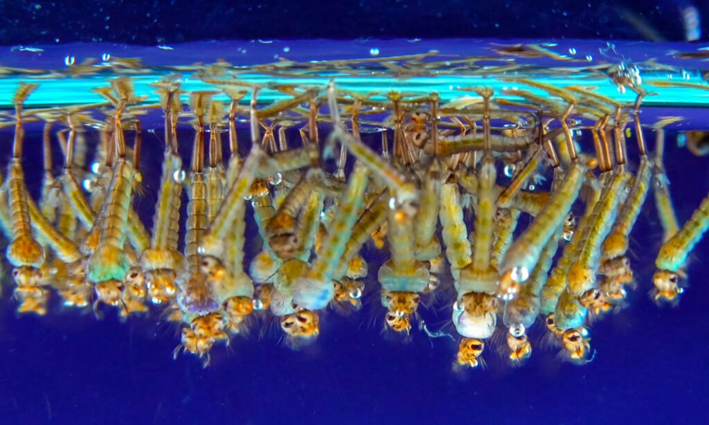 Mosquito larvae needs mosquito control by ER Pest and Termite