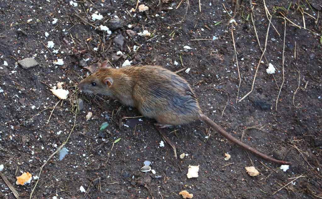 Rat control needed for rats by ER Pest and Termite