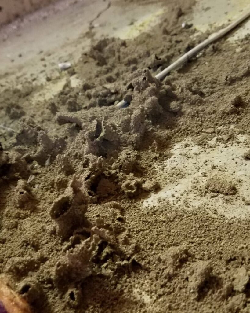 termite treatment needed for Formosan termites in San Bernardino, CA by ER Pest and Termite