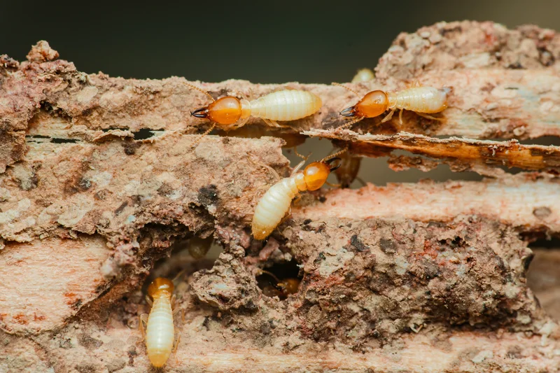 Termites in wood ready to be exterminated with termite control in San Bernardino, CA