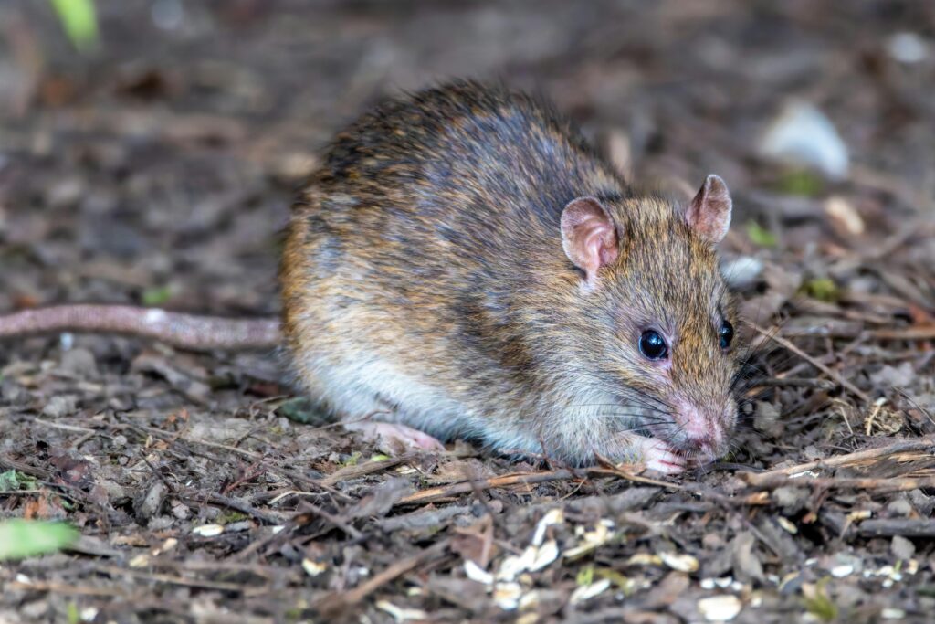 rat vermin image for ER Pest and Termite banner