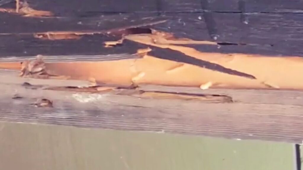 termite infestation ER Pest and Termite original img San Bernardino CA