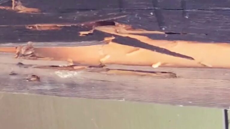 termite infestation ER Pest and Termite original img San Bernardino CA